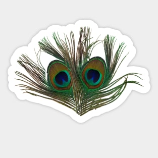 Peacock feathers Sticker